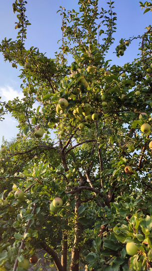 Дача 30 м² на участке 9 сот.