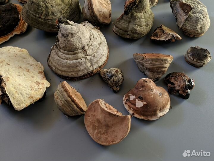 Гриб трутовик настоящий