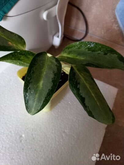Аглаонема сортовая