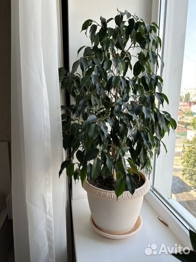 Фикус бенджамина