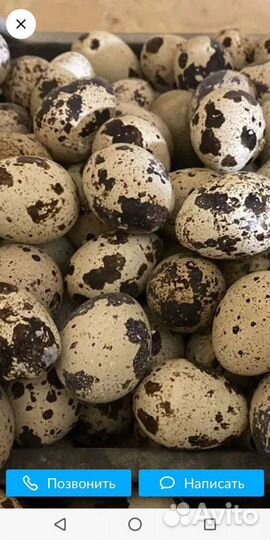 Яйца перепелиные