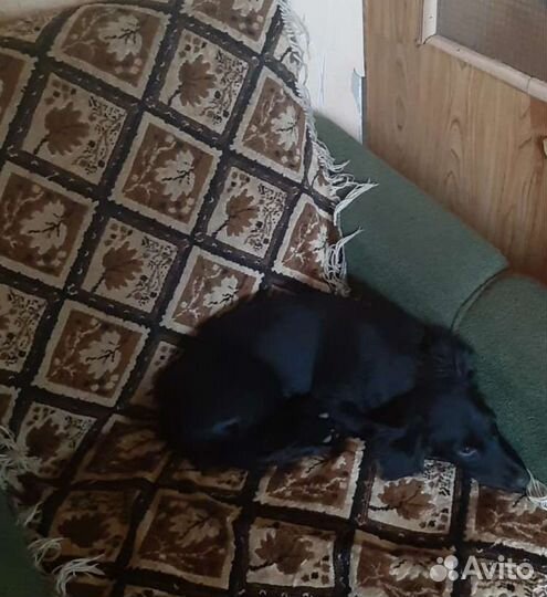 Щенки в добрые руки