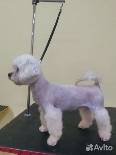 Груминг собак