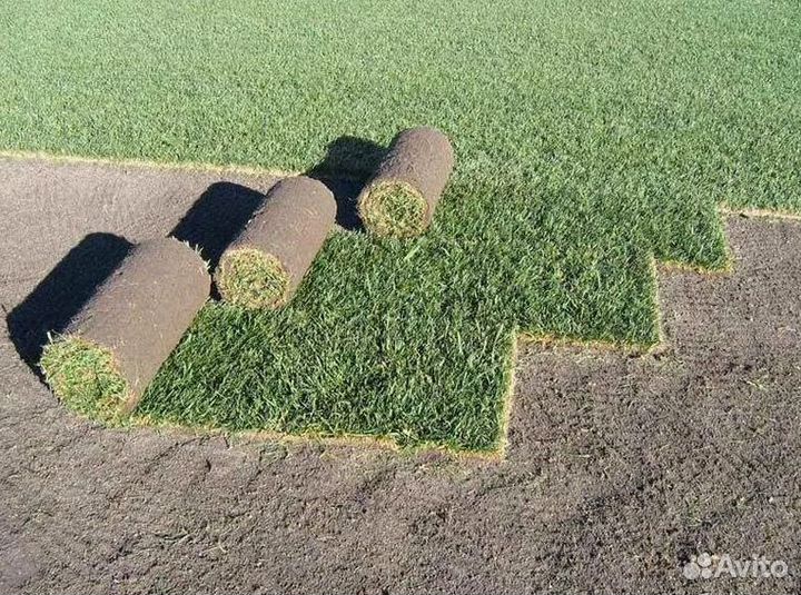 Укладка Рулонного газона