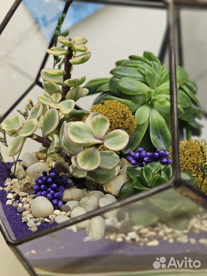 Флорариум с 3 суккулентами