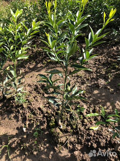 Саженцы цитрусовых