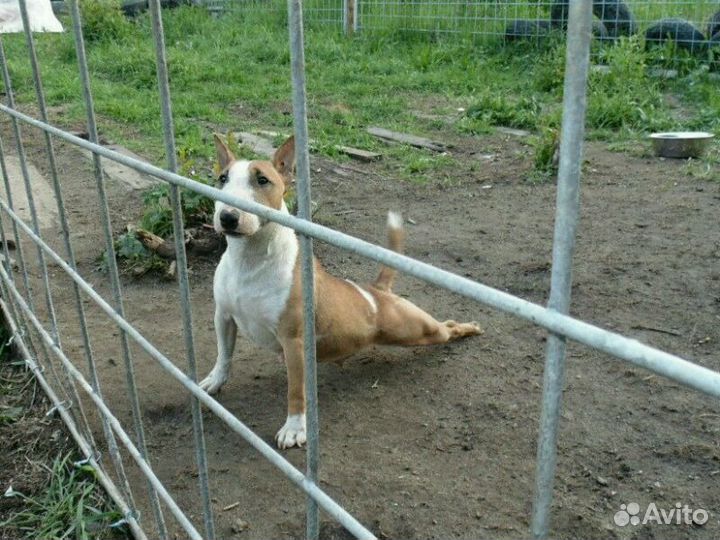 Зоогостиница для собак и кошек г. Петрозаводск