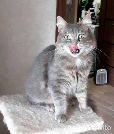 Кошечка Адель