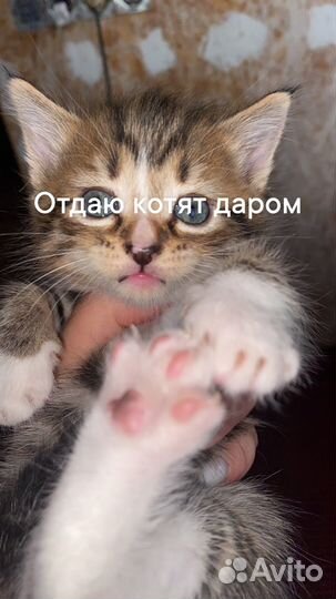 Котята в добрые руки