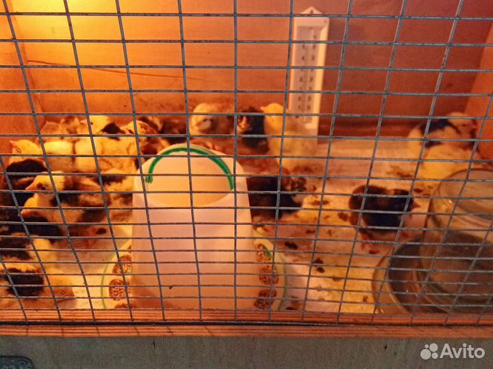 Цыплята несушки