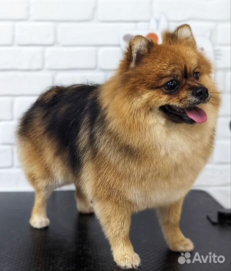 Грумер / Груминг с выездом на дом