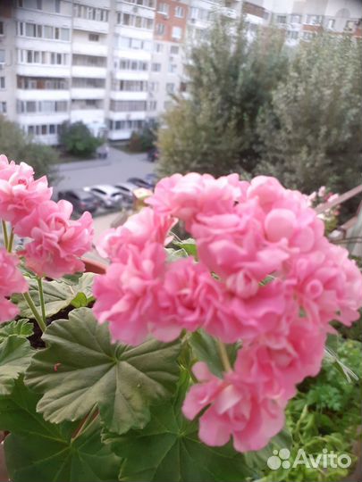 Герань пеларгония розовая