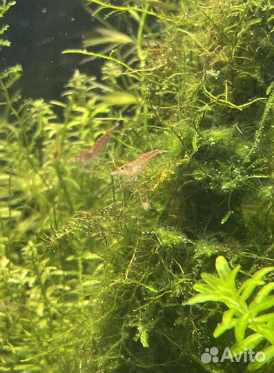 Аквариумные креветки