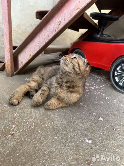 Девочка вислоухая бесплатно