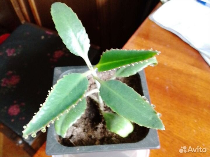 Каланхоэ лечебное