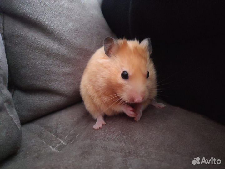 Отдам сирийского хомяка