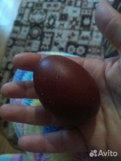 Петух Куры Маран