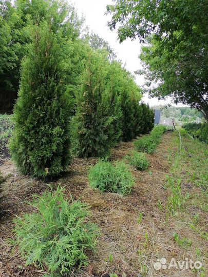 Туи, можжевельники, ели, гортензии