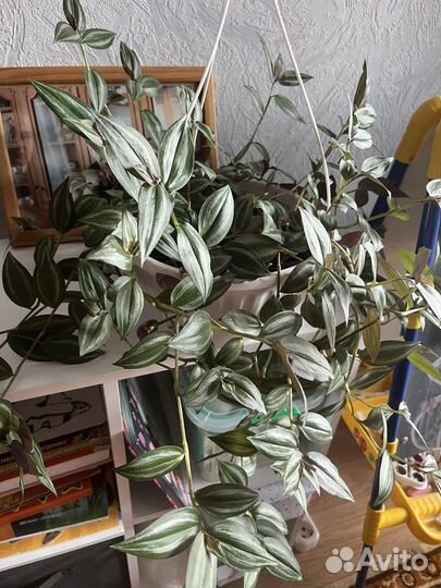 Традесканция комнатная (комнатные растения)