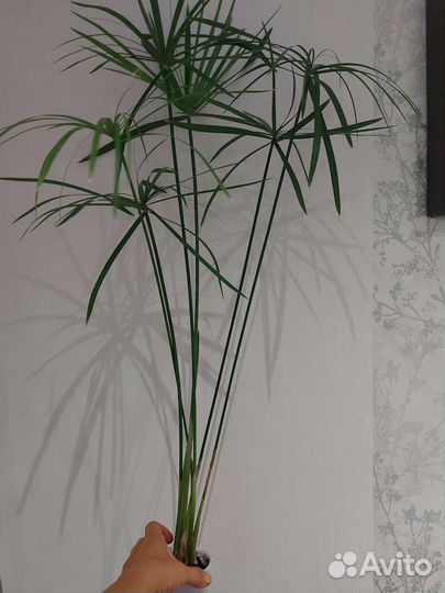 Комнатные цветы алоэ