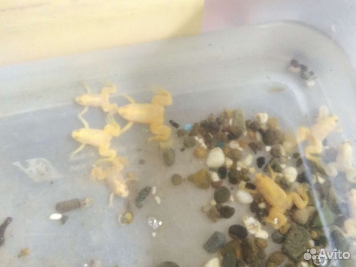 Лягушата,тритоны, рыбки