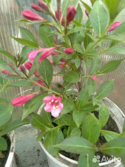 Тысячелистник,вейгела