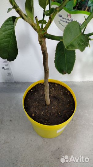 Цитрон рука будды