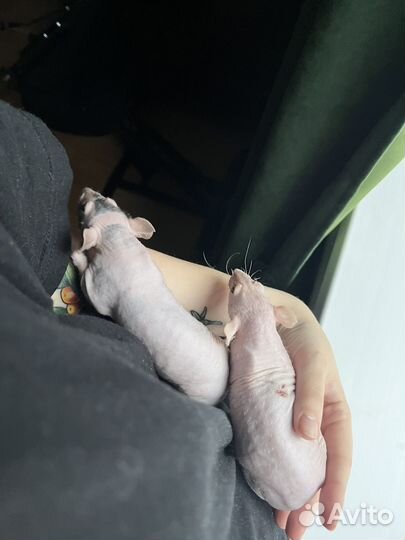 Крыса сфинкс бесплатно