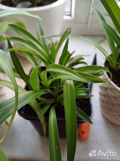 Хлорофитум