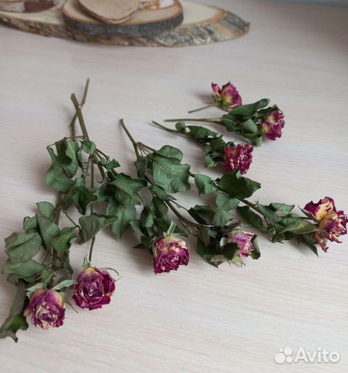 Сухоцветы для фотосессии и предметной съемки