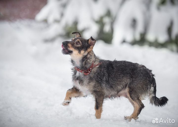 Маленькая собака в добрые руки бесплатно