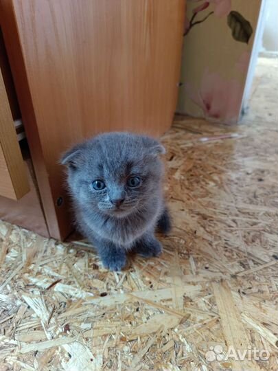 Шотландская кошка