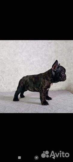 Щенки французского бульдога