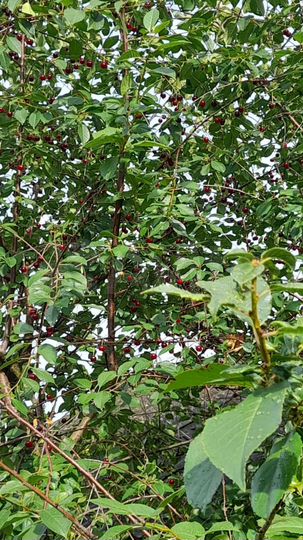 Дом 42 м² на участке 10 сот.