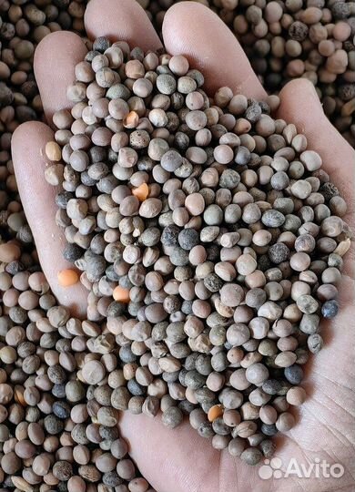 Комбикорм для кур-несушек