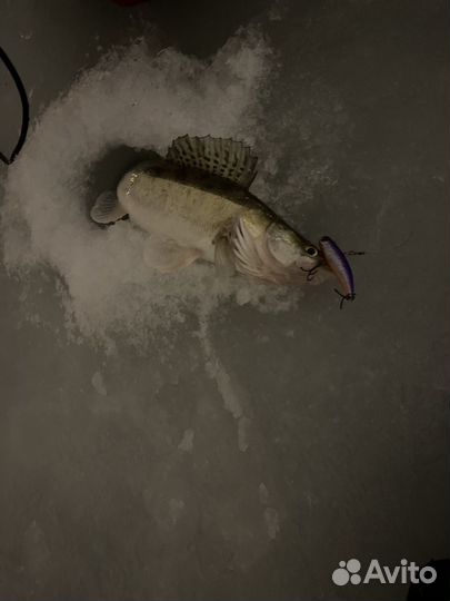 Аренда эхолот практик 8