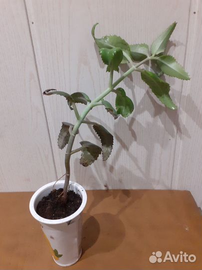 Каланхоэ лечебное