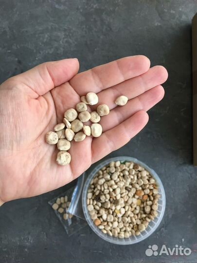 Семена люпин белый