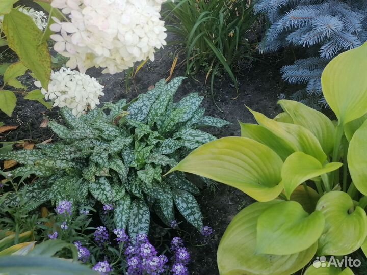 Медуница сахарная ландшафтное растение