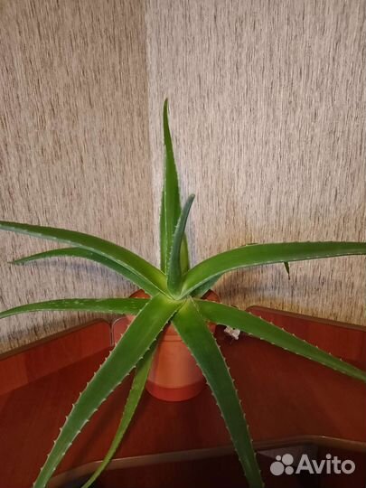 Комнатные цветы алоэ