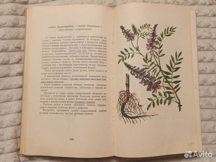 Лекарственные растения (В. Флоря 1975г.)