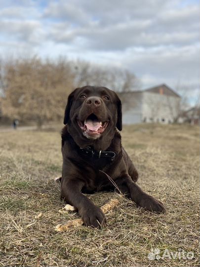 Случка лабрадор