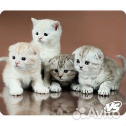 Новый коврик для мыши VS Cat (194*233*3 мм), рис.6