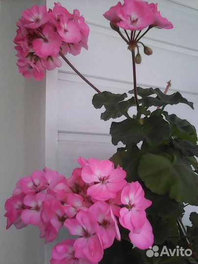 Комнатные цветы герани