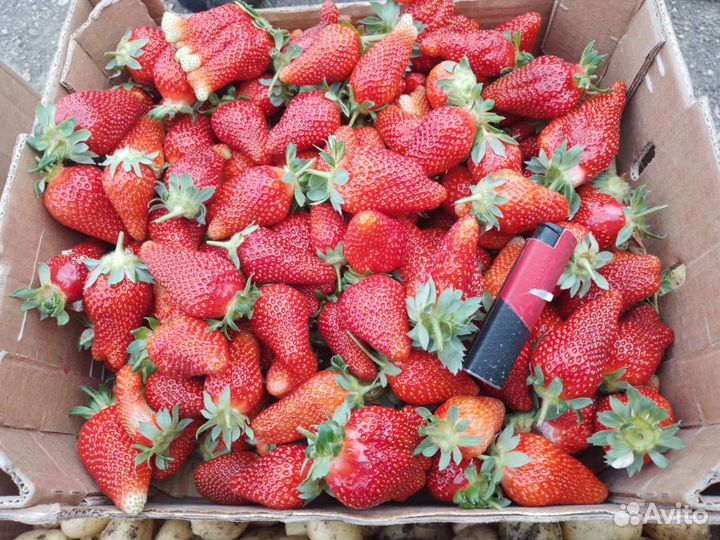 Клубника свежая