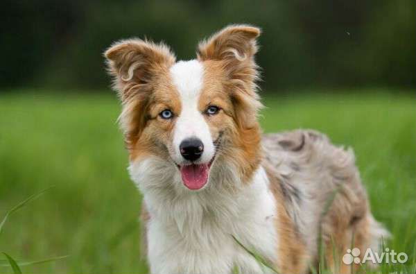 Бордер колли