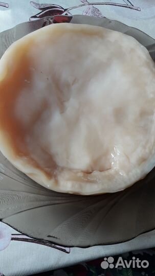 Чайный гриб