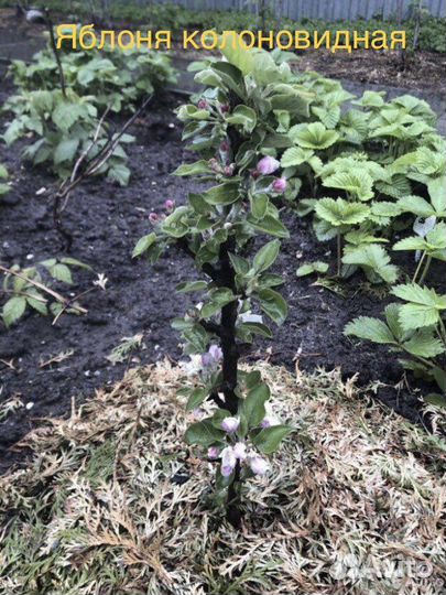 Рассада малины, ежевика и др