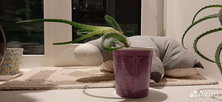 Алоэ лечебный