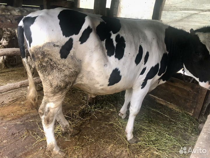 Телки стельные